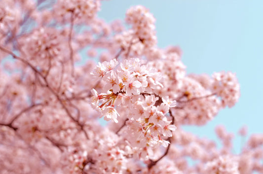 The Meaning of Cherry Blossoms in Japan: Beauty That Fades (and Glows at Night)